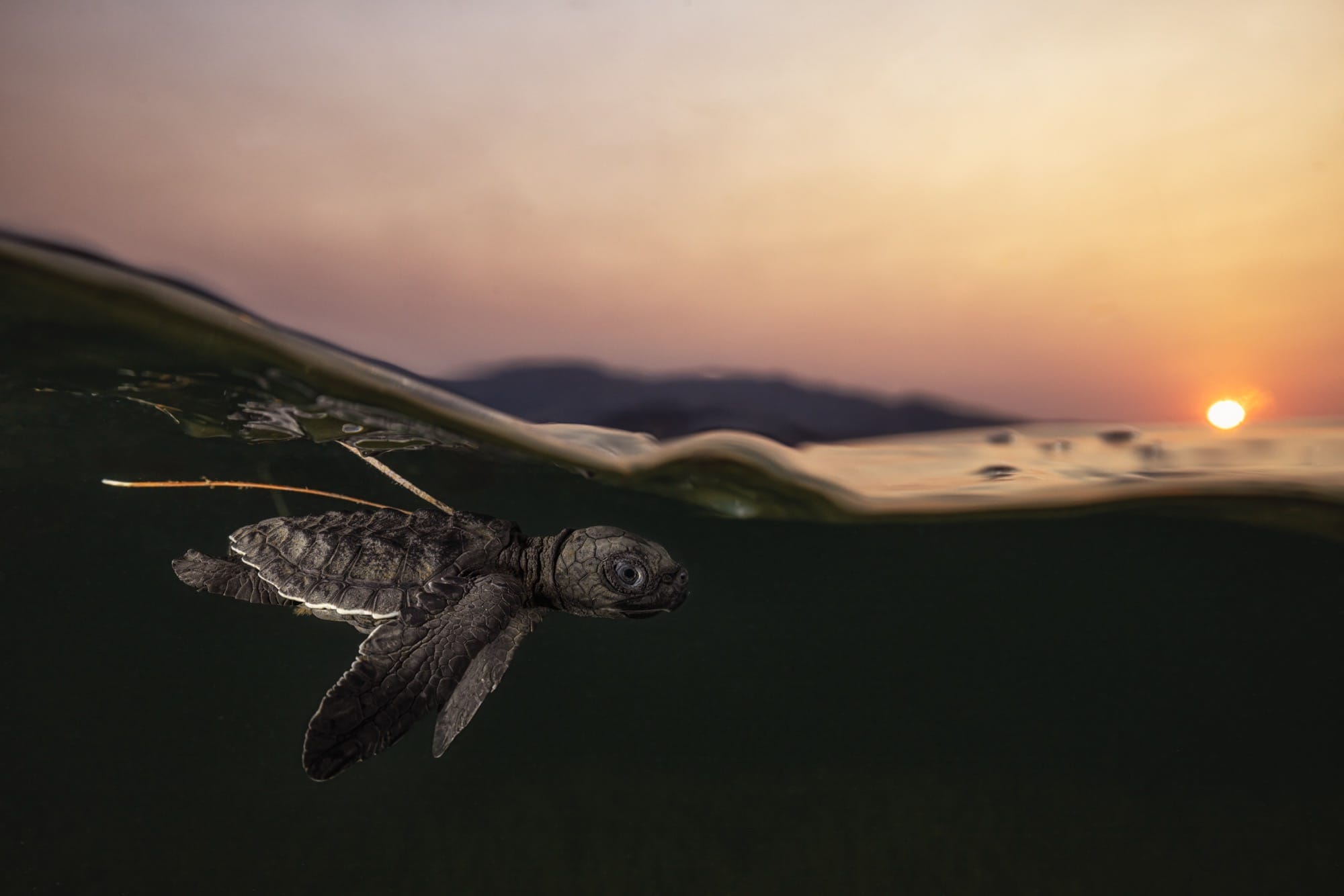 a baby sea turtle is captured underwater as it swims just beneath the surface at sunset