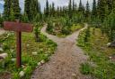 Crossroads in a forest landscape