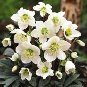 Christmas Rose