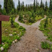 Crossroads in a forest landscape