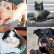 Some of the adorable animals available for adoption in Havering