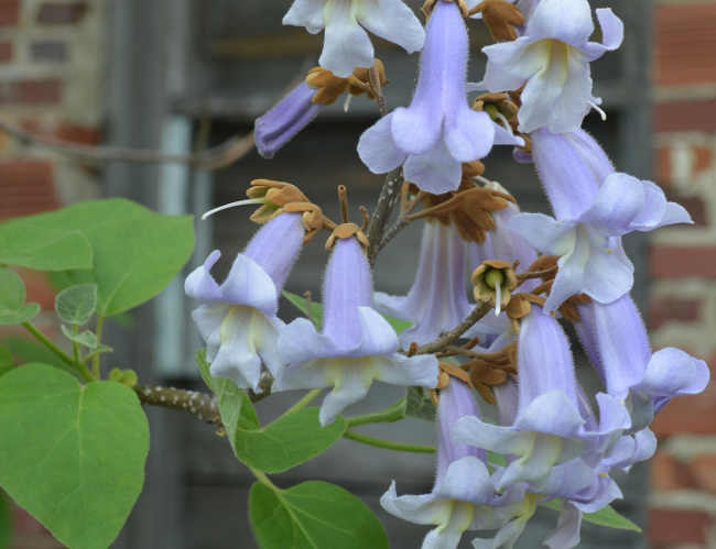 Császárfa Paulownia tomentosa