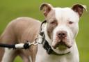 BANNED: Stock image of XL bully dog as man due to appear in court for possession of the banned breed