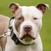 BANNED: Stock image of XL bully dog as man due to appear in court for possession of the banned breed