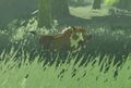 BotW-Wildschwein.jpg