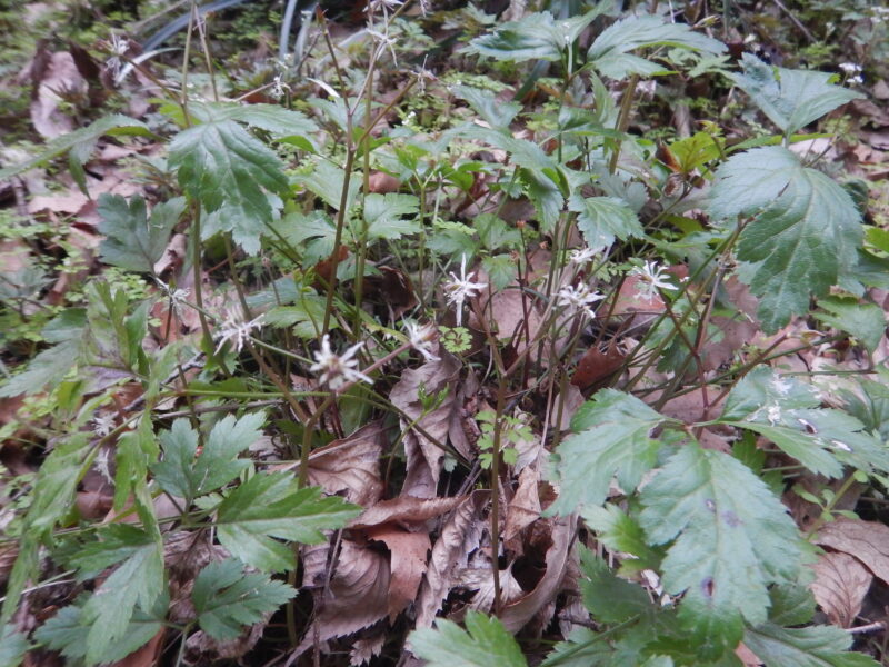 キクバオウレンの茎と葉